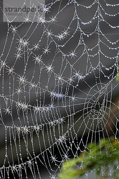 Spinnennetz einer Kreuzspinne mit Tautropfen und Sternfilter