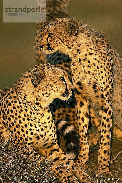 Gepard (acinonyx jubatus)  erwachsen  Masai Mara Park in Kenia