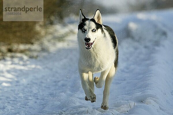 SIBIRIA HUSKY