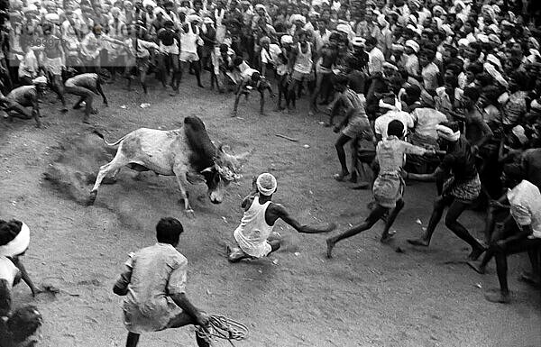 Schwarz-Weiß-Foto  Jallikattu oder Stierzähmung während des Pongal-Festes in Avaniapuram bei Madurai  Tamil Nadu  Indien. Fotografiert im Jahr 1975