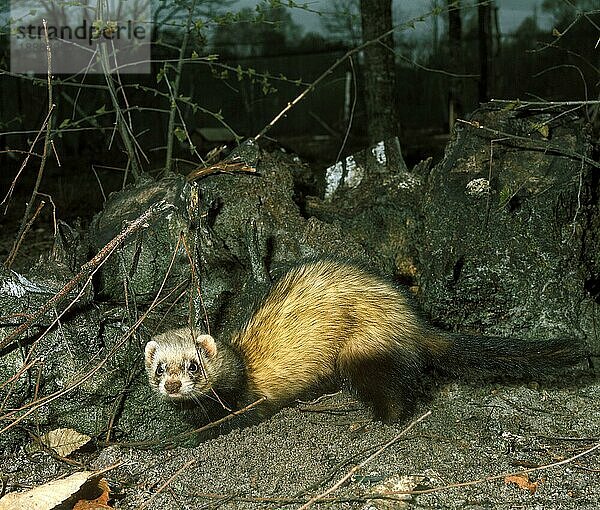 Europäischer Iltis (mustela putorius)  ERWACHSENE