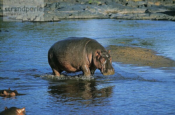 Flusspferd (Hippopotamus amphibius)  Erwachsener im Mara Fluss  Masai Mara Park in Kenia