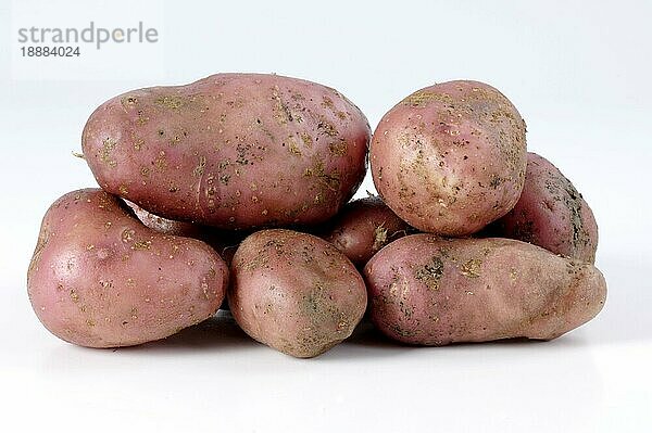 Kartoffeln (Solanum tuberosum) Roseval  Freisteller
