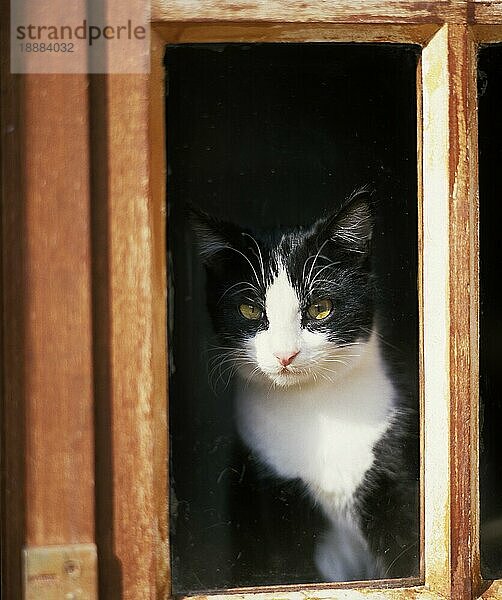 Schwarze und weiße Hauskatze  erwachsen  stehend hinter Fenster