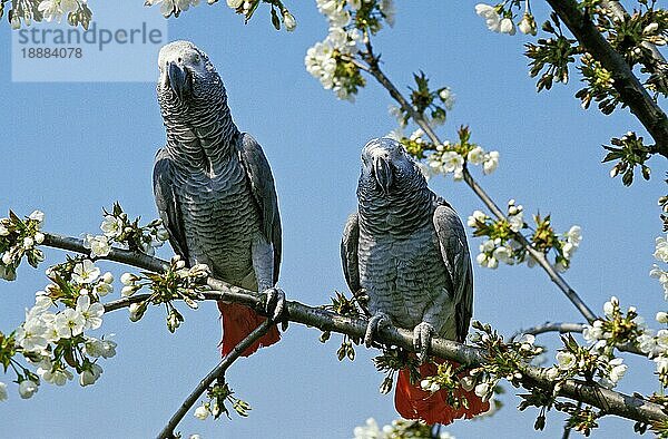 Graupapagei (psittacus erithacus)  ERWACHSENE AUF BRANCHEN STEHEND