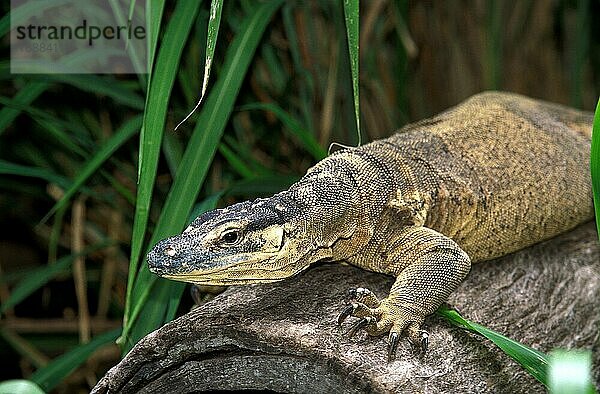 Goulds Waran (varanus gouldi)  erwachsen  Australien  Ozeanien