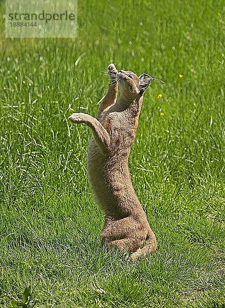 Karakal (CARACAL caracal) ERWACHSENER JAGEND  AUF DEN HINTERBÄNGEN STEHEND