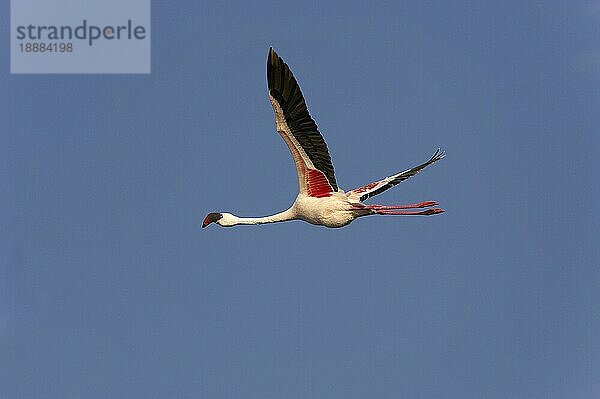 KLEINER FLAMINGO (phoenicopterus minor)  ERWACHSENER IM FLUG  NAKURU-SEE IN KENIA