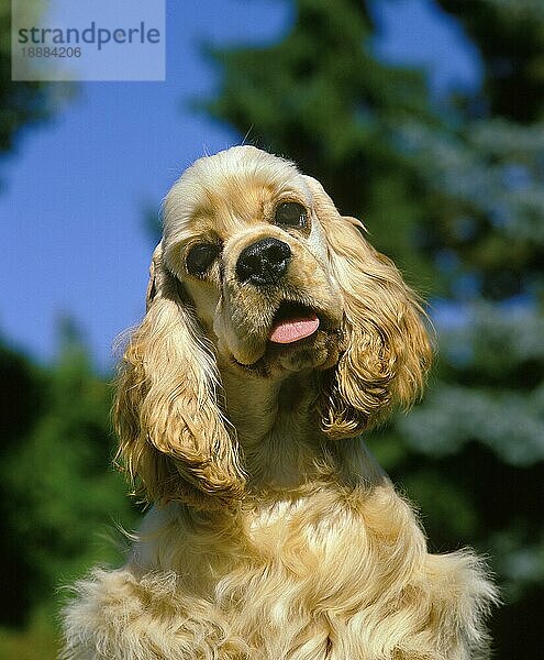 AMERICAN COCKER SPANIEL  KOPF EINES ERWACHSENEN