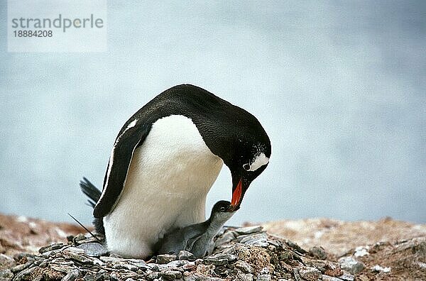 GENTOO PENGUIN (pygoscelis papua)  ERWACHSENES FUTTERKüken  LIVINGSTONE ISLAND