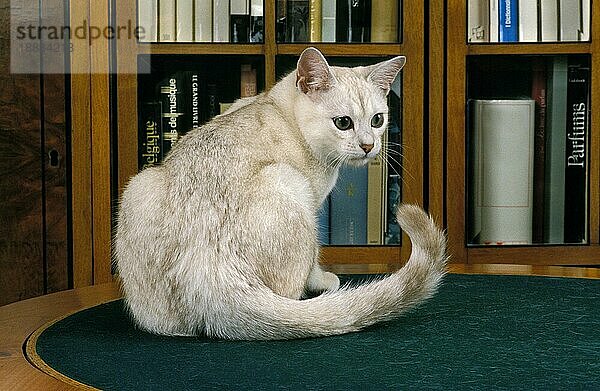 Burmilla Hauskatze  Erwachsener sitzend neben Bücherregal