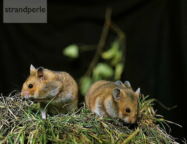 Goldhamster (mesocricetus auratus)  erwachsene Tiere auf Gras stehend