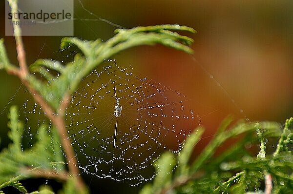 Spinnennetz mit Tautropfen