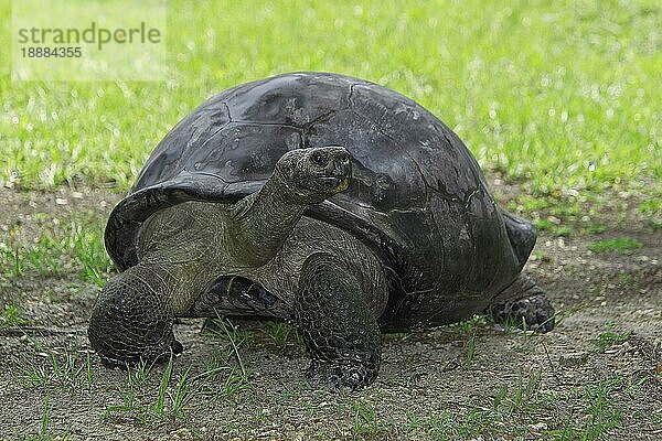 Galapagos-Riesenschildkröte (geochelone nigra)  erwachsen