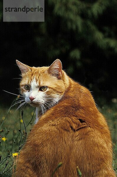 ROT-WEISSE HAUSKATZE  ERWACHSENER KATER