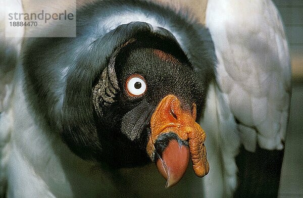 Königsgeier (sarcoramphus papa)  Portrait eines Erwachsenen