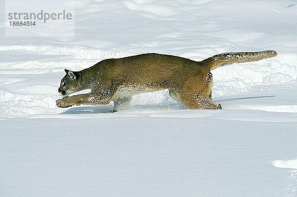 Puma (puma concolor)  ERWACHSENER LÄUFT AUF SCHNEE  MONTANA