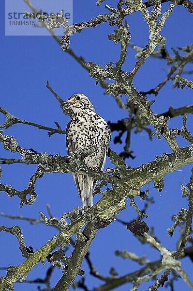 Misteldrossel (turdus viscivorus)  ERWACHSENER SINGENDER  NORMANDY