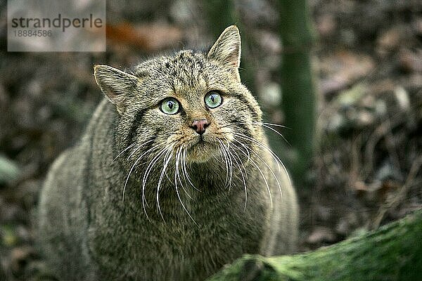 Europäische Wildkatze (felis silvestris)  Porträt eines Erwachsenen