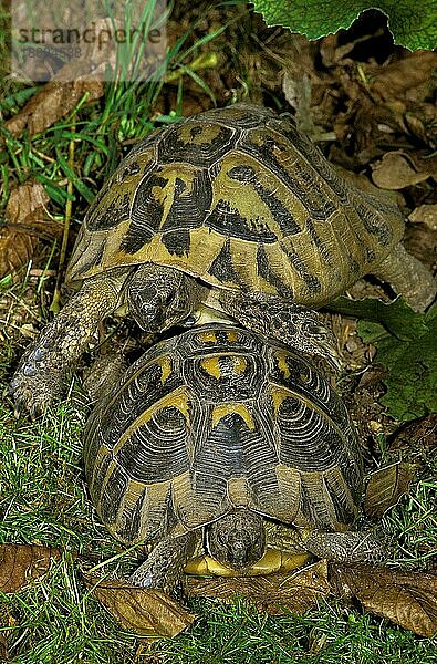 Hermannsschildkröte (testudo hermanni)  Erwachsener