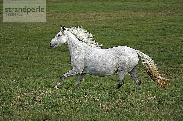 Connemara Pony  Erwachsener Galoppierend im Paddock