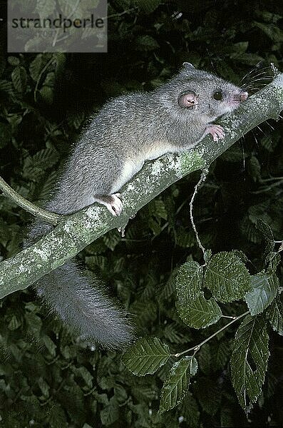 Siebenschläfer (glis glis)  ERWACHSENE AM BRANCH GEGEN FOLIEN