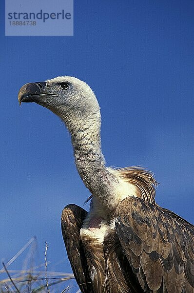 EURASIAN GRIFFON VULTURE (gyps fulvus)  PORTRAIT EINES ERWACHSENEN