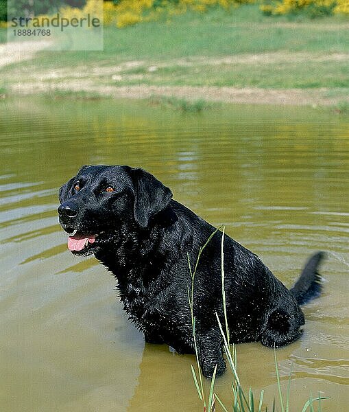 Schwarzer Labrador Retriever  Erwachsener sitzend im Wasser