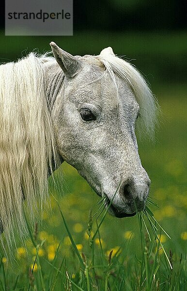 Amerikanisches Miniaturpferd  Portrait eines Erwachsenen  der Gras frisst