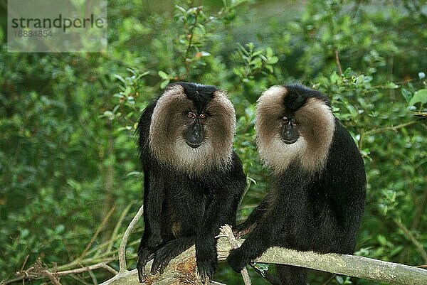 Löwenschwanzmakak (macaca silenus)  Erwachsener sitzend auf Ast