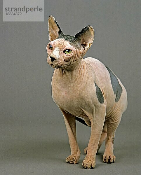 Sphynx Hauskatze  haarlose Katze  Erwachsene gegen grauen Hintergrund