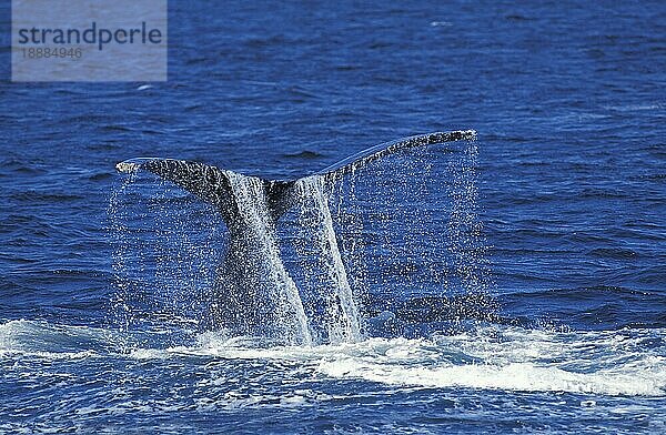 HUMPBACK-WAL (megaptera novaeangliae)  ERWACHSENER  DER MIT SEINEM SCHWANZ WASSER SCHLAGT  ALASKA