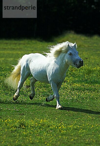 Shetlandpony  Erwachsener galoppiert durch die Wiese