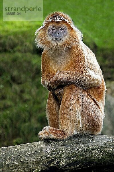 Javalangur oder Javalutung (trachypithecus auratus)  Erwachsener sitzend auf Ast