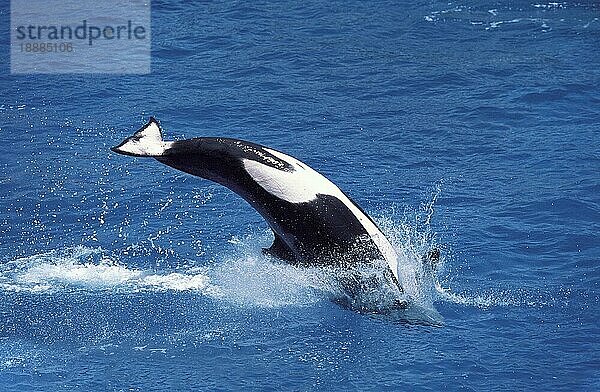 Schwertwal (orcinus orca)  ERWACHSENER SPRINGEND