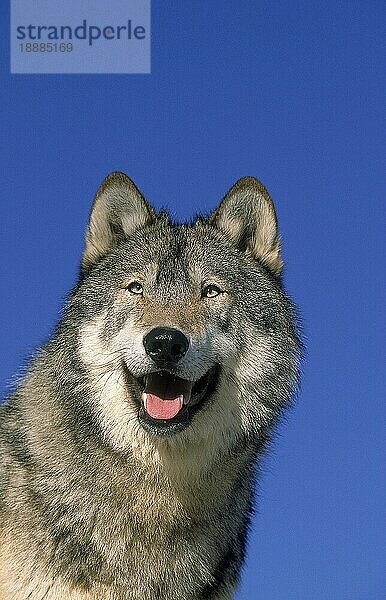 NORDAMERIKANISCHER Mackenzie-Wolf (canis lupus occidentalis)  PORTRAIT EINES ERWACHSENEN