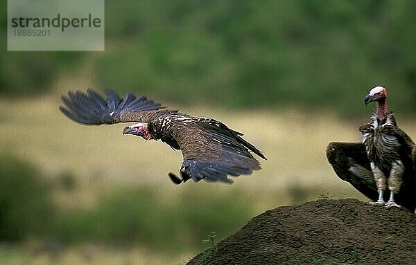 Lappengesichtsgeier (torgos tracheliotus)  Erwachsener im Flug  Masai Mara Park in Kenia