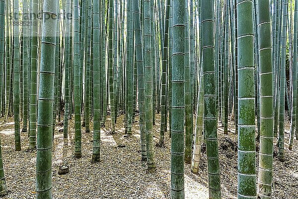 Kyoto Japan. Arashiyama-Bambushain