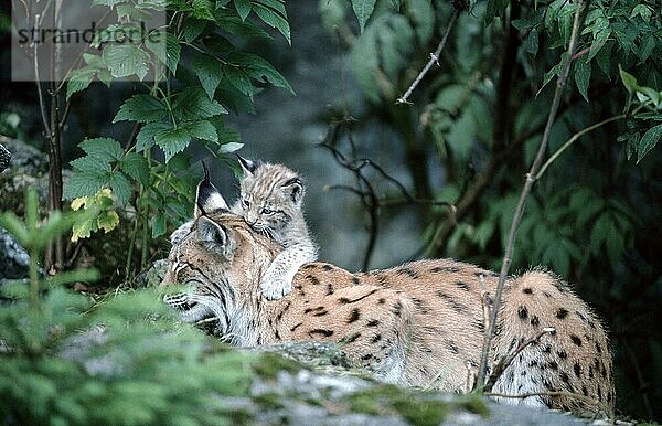 Europäischer Luchs (Lynx lynx)  Weibchen mit Jungtier