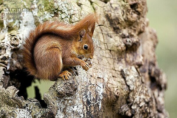 Rotes Eichhörnchen (sciurus vulgaris)  Erwachsener auf Baumstumpf  Haselnuss fressend  Normandie