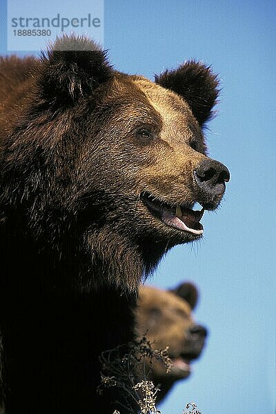 BRAUNBÄR (ursus arctos)  PORTRAIT EINES ERWACHSENEN