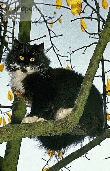 Skogkatt Hauskatze  erwachsen im Baum