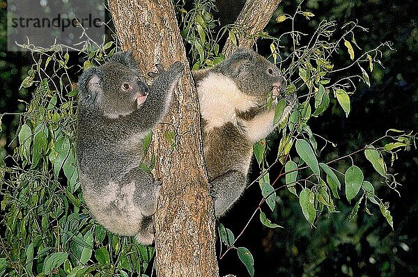 KOALA (phascolarctos cinereus)  ERWACHSENE AUF BRANCHE STEHEND