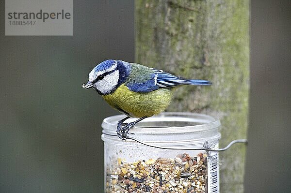 Blaumeise (parus caeruleus)  Erwachsener auf Trog  Normandie