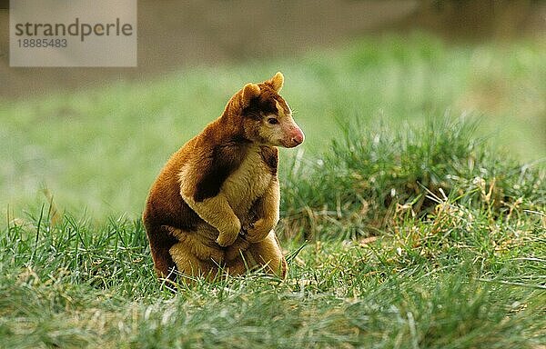 Matschie's Baumkänguru (dendrolagus matschiei)  Erwachsener auf Gras