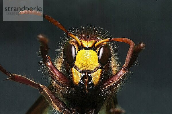 Hornet  vespa crabo  Erwachsene  Normandie