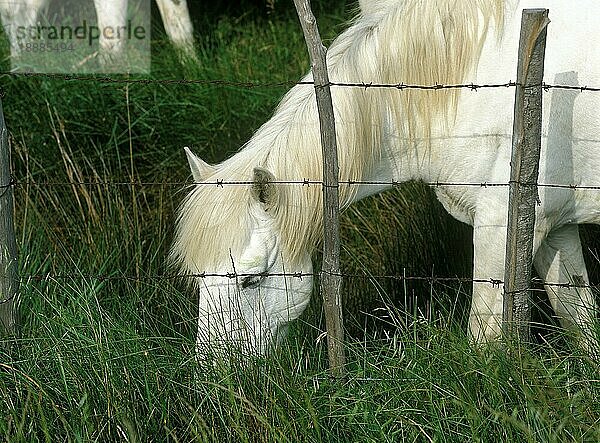 Camargue-Pferd  Erwachsener frisst Gras hinter Zaun