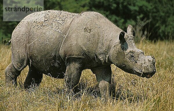 Sumatra-Nashorn (dicerorhinus sumatrensis)  Erwachsener auf trockenem Gras gehend