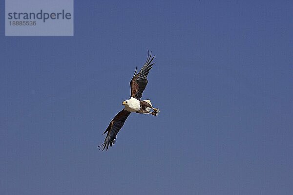 AFRIKANISCHER FISCHAISER (haliaeetus vocifer)  ERWACHSENER IM FLUG  BARINGO-SEE IN KENIA