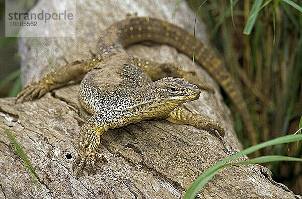 Gould Monitor (varanus) gouldi  Erwachsener auf Ast  Australien  Ozeanien